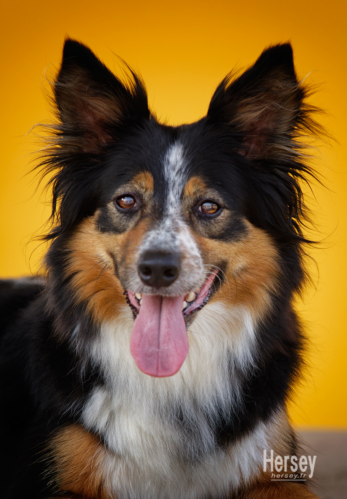 Portrait de chien de race border collie © Hersey Photographe