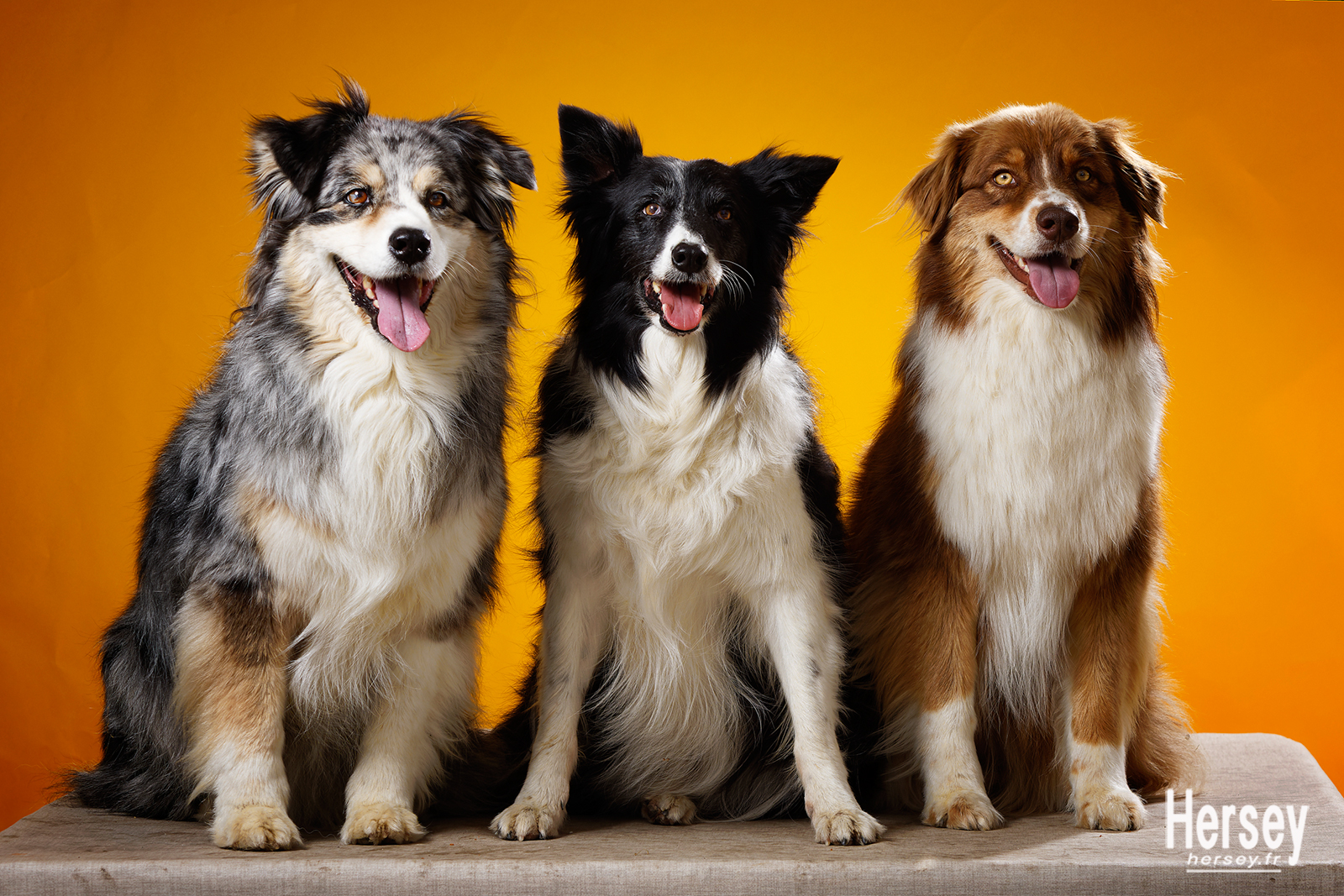 Chiens de berger Border Collie © Hersey Photographe