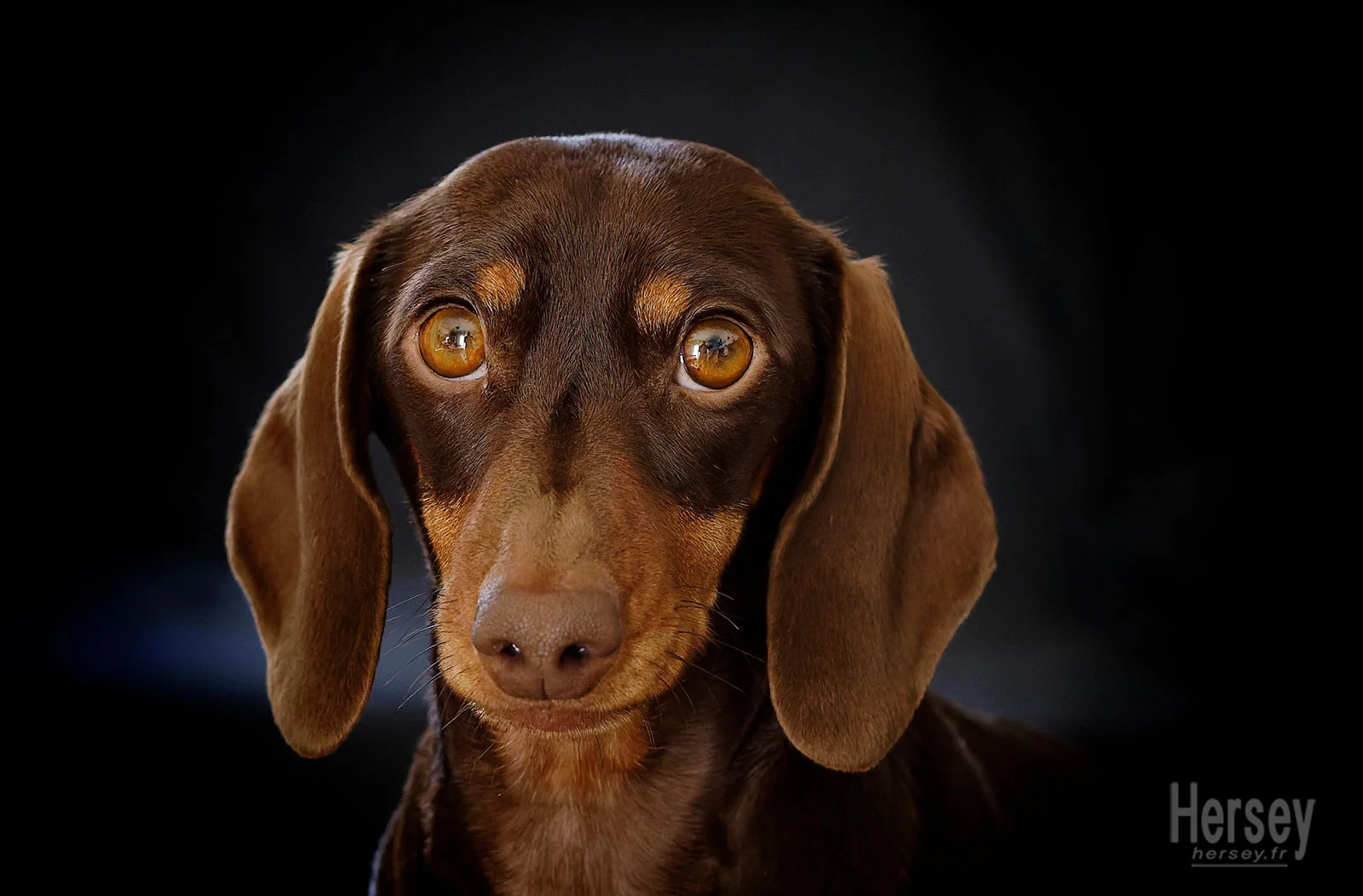 Pepita Teckel nain femelle 1 an © Hersey Photographe Pepita Teckel nain femelle 1 an © Hersey Photographe animalier Uzès Nîmes Gard