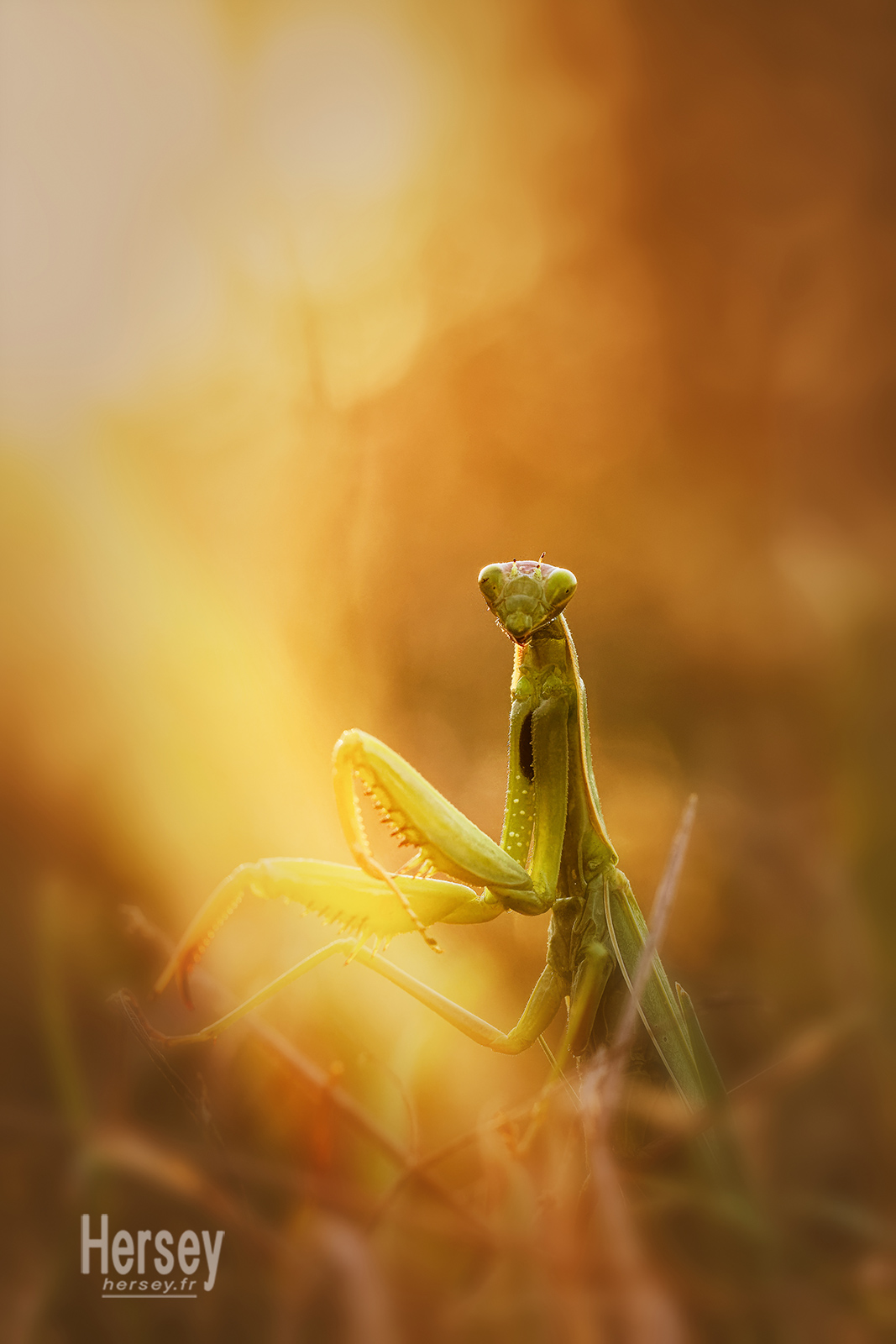 Mante religieuse au soleil couchant © Hersey Photographe Nature