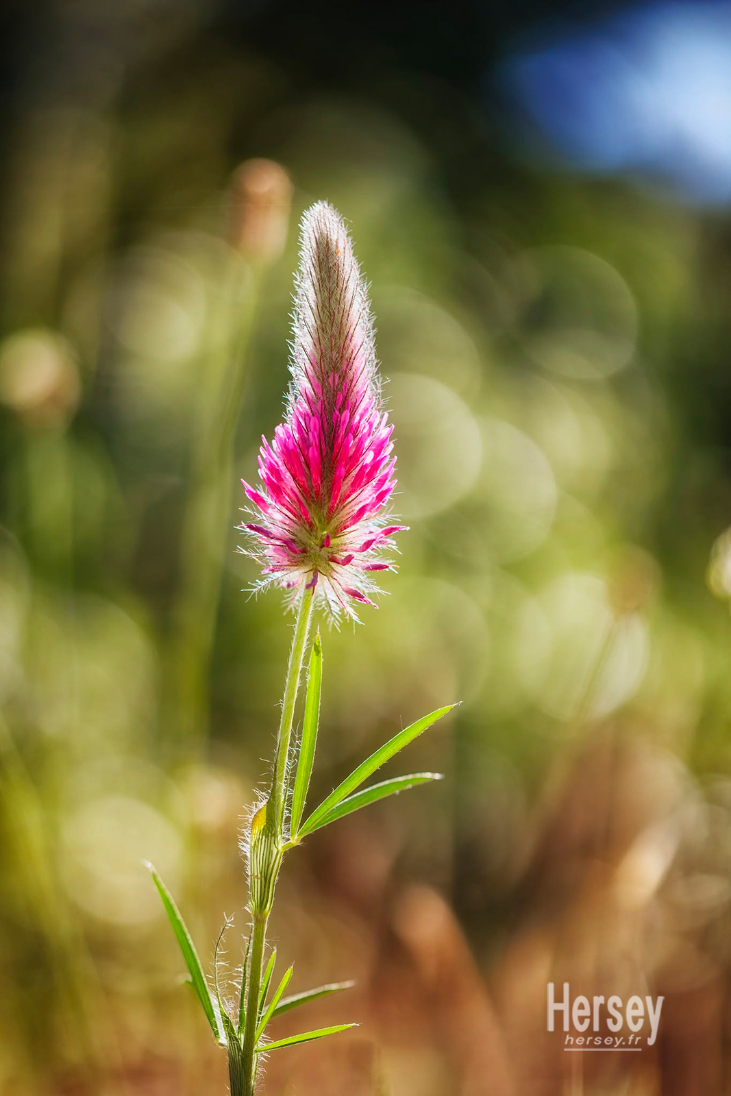 Fleur de trèfle pourpre © Hersey Photographe nature Gard