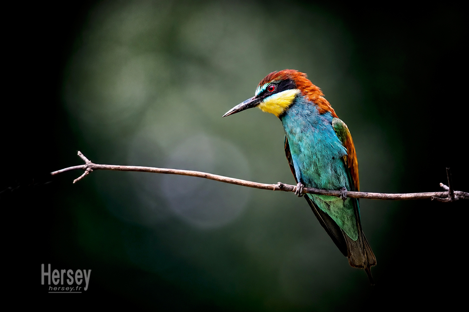 Guêpier à l'affut sur une branche © Hersey Photographe animalier Gard