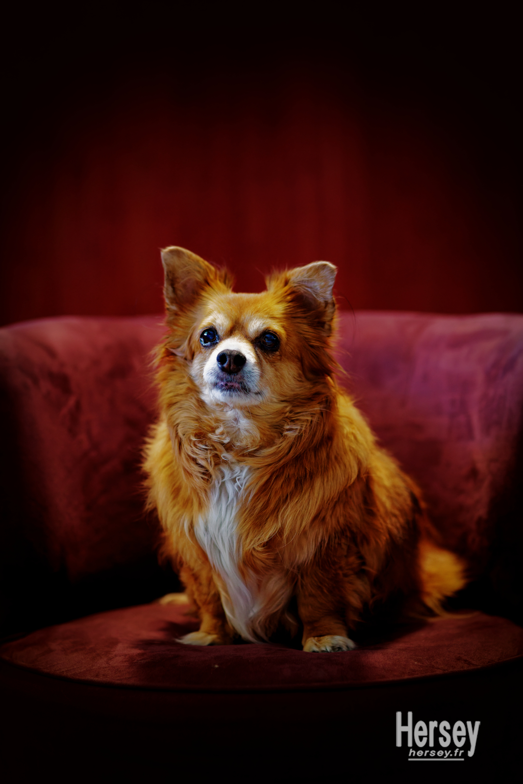 séance photo animalière en studio avec un chihuahua à poils longs © Hersey Photographe animalier Uzès Nîmes Gard