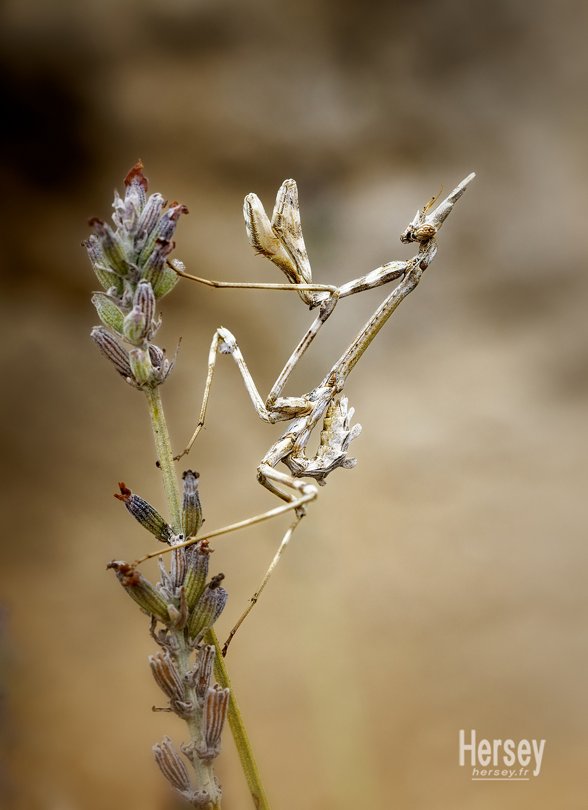 empuse ou diablotin sur une tige de lavande © Hersey Photographe Gard